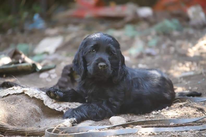 Les Cocker Spaniel Anglais de l'affixe Du Voyageur Du Jour