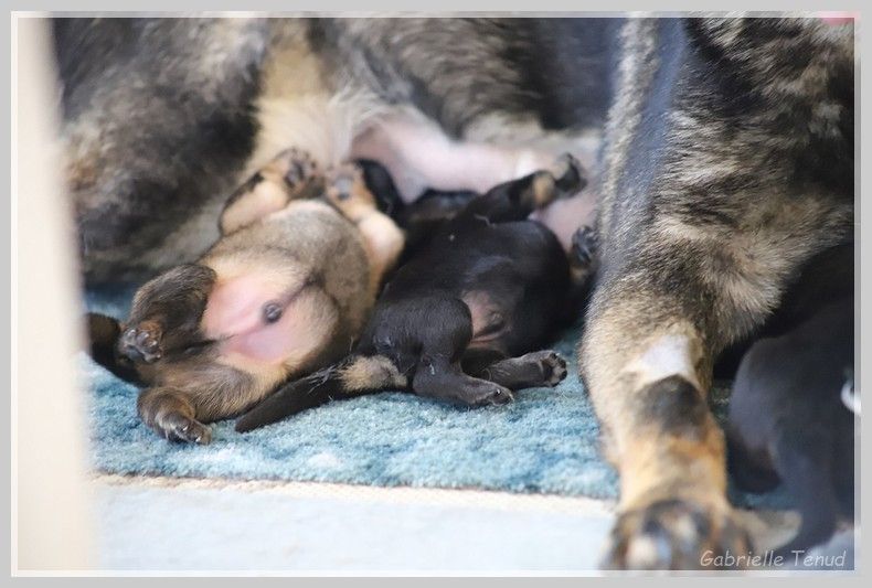 chiot Berger Allemand Du Voyageur Du Jour